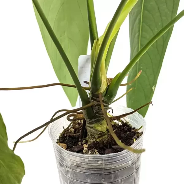 Anthurium warocqueanum 'Esmeralda'