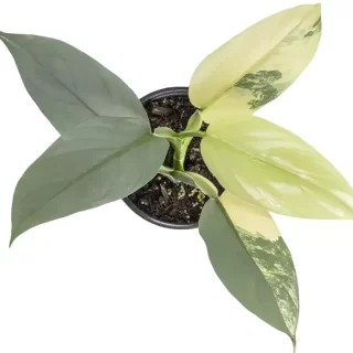PHILODENDRON SILVER SWORD VARIEGATED