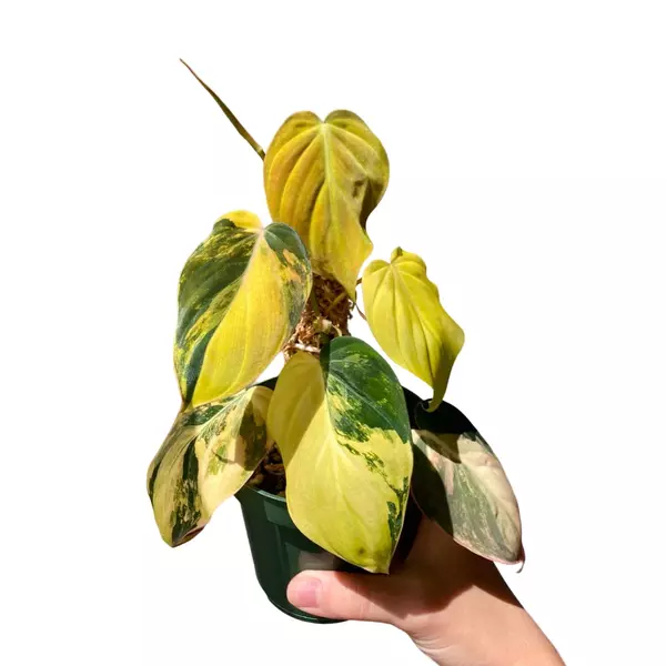 Variegated Philodendron Micans ‘Aurea