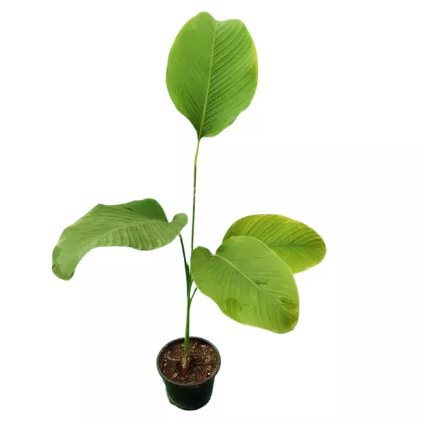 Calathea Lutea (Cigar Plant)