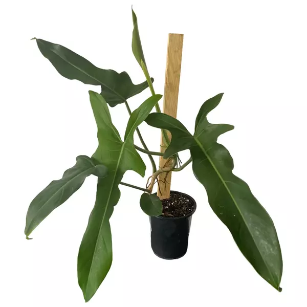 philodendron jerry horne