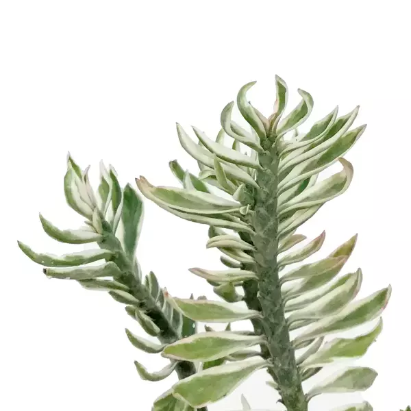 Euphorbia Tithymaloides (Variegated Dwarf Devils Backbone)