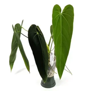 Anthurium Warocqueanum 'Esmeralda' - Rare