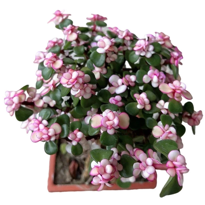 Pink Jade Bonsai