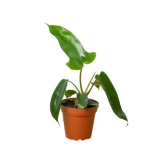 PHILODENDRON "FLORIDA GREEN"