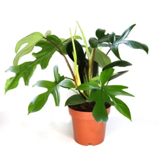 PHILODENDRON "FLORIDA GREEN"