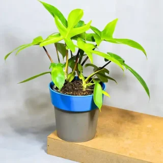 Philodendron Florida Ghost - Rare
