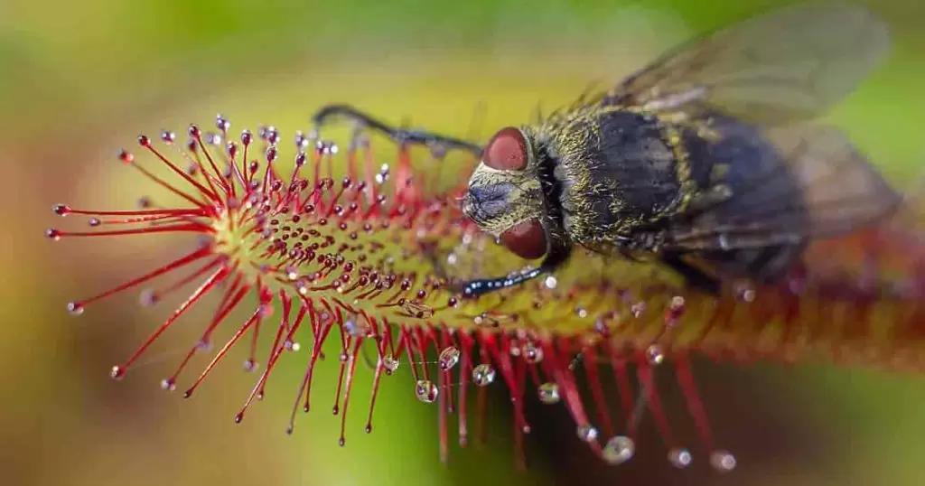 Drosera red capensis