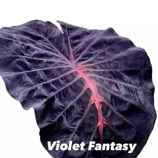 colocasia violet fantasy