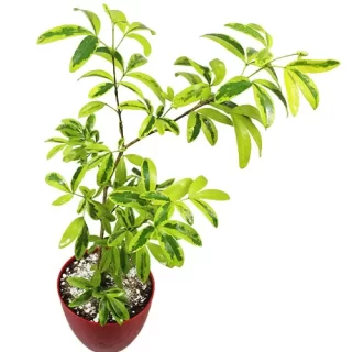 Ravenia lemonia Spectabilis Variegated Plant