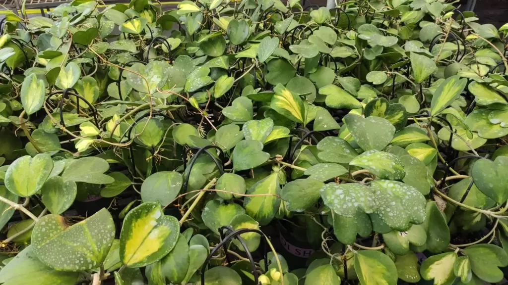 Hoya Kerrii 'Variegated'