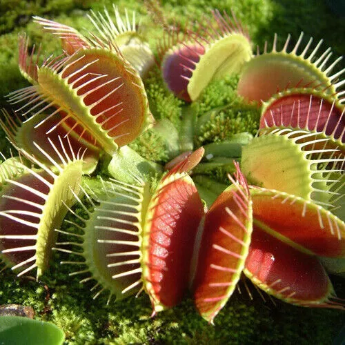 venus flytrap