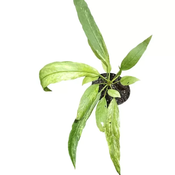 Anthurium Vittarifolium × Crystallinum