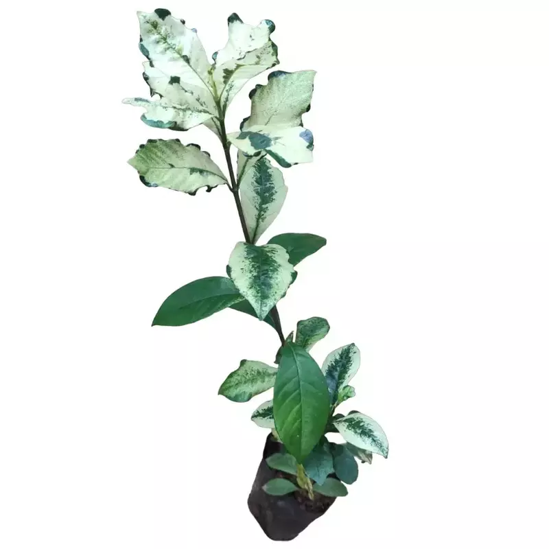 Gardenia jasminoides 'Variegata'