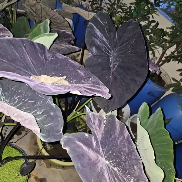 colocasia violet fantasy