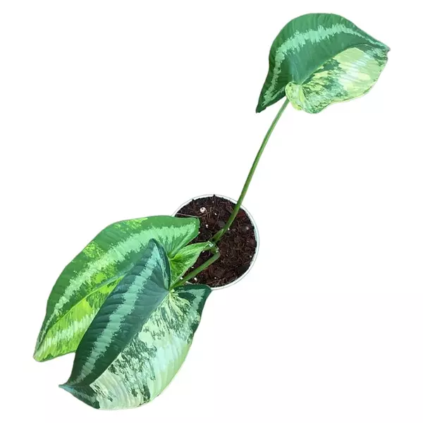 Variegated schismatoglottis wallichii (Keladi lintah variegata)