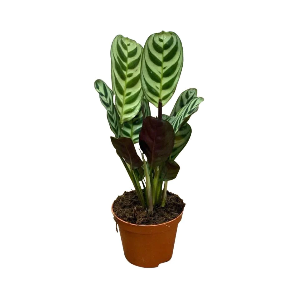 Ctenanthe Burle Marxii, Fishbone Prayer Plant