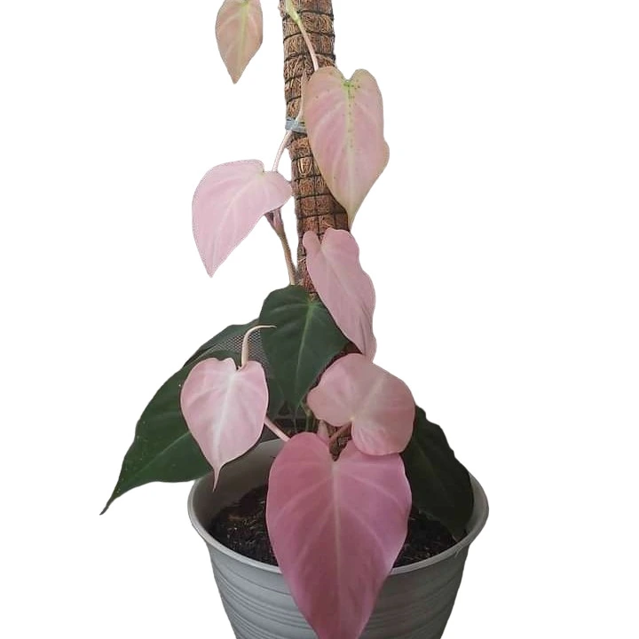 Philodendron Mican Pink Variegated