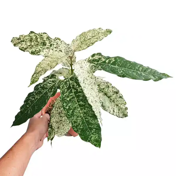 Ficus Aspera | Mosaic Fig Plant
