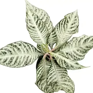 Aphelandra Zebra Plant