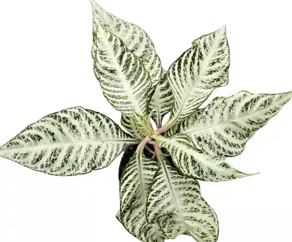 Aphelandra Zebra Plant