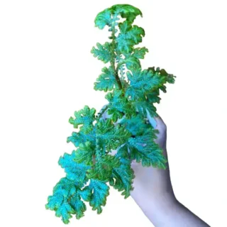 Blue Peacock Fern, Selaginella Willdenowii- Very Rare