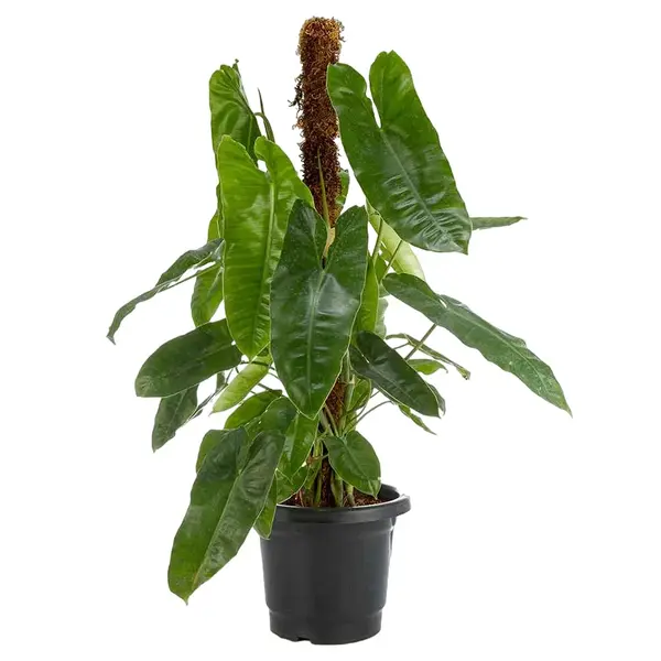 Philodendron Kerala Hybrid
