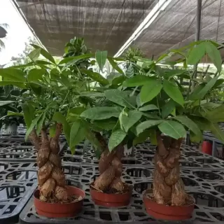 Braided Pachira Plant