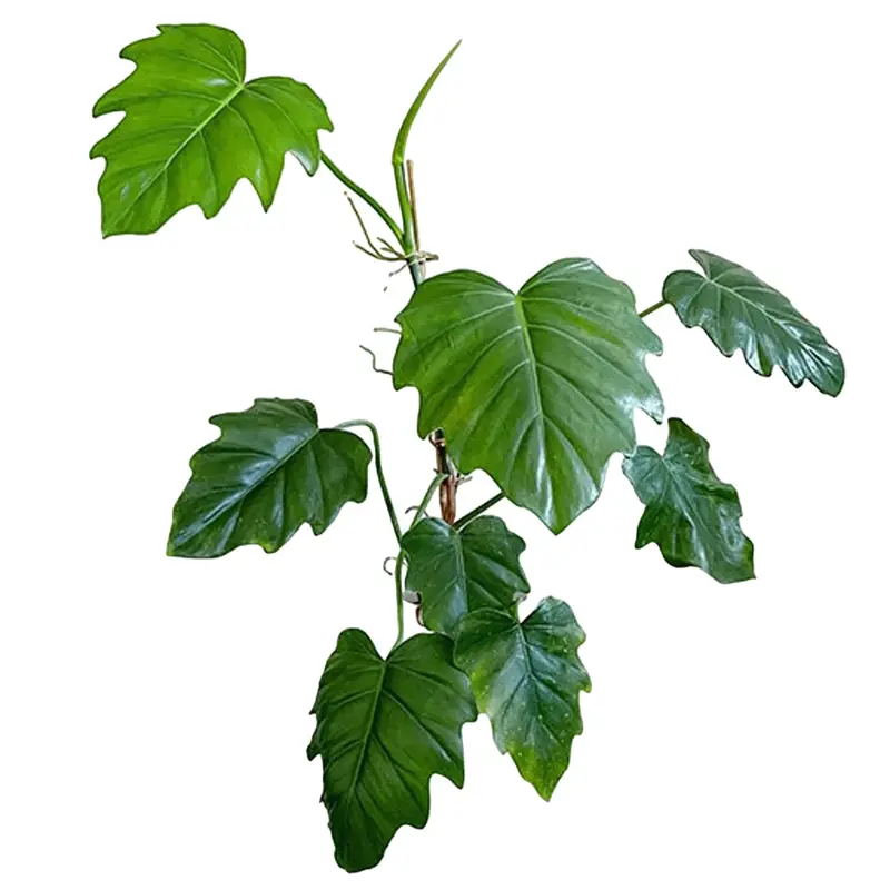 philodendron lacerum