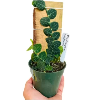 Gardeneria - Rare Epipremnum Pinnatum Mint Mature form