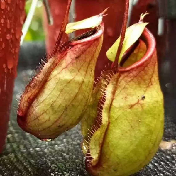 Nepenthes mirabilis x viking