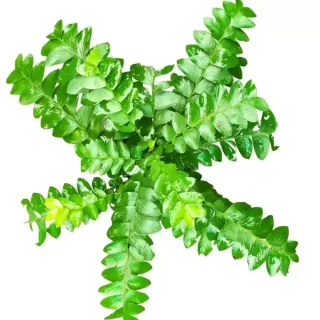 Ornamental Curry leaf plant