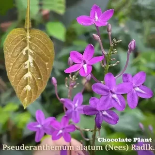Pseuderanthemum alatum