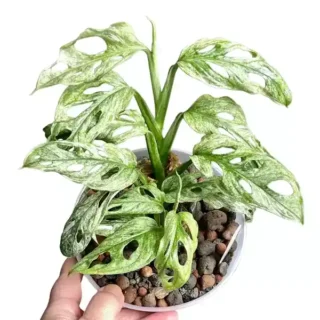 Curtain Creeper Plant - Jiffy Plants