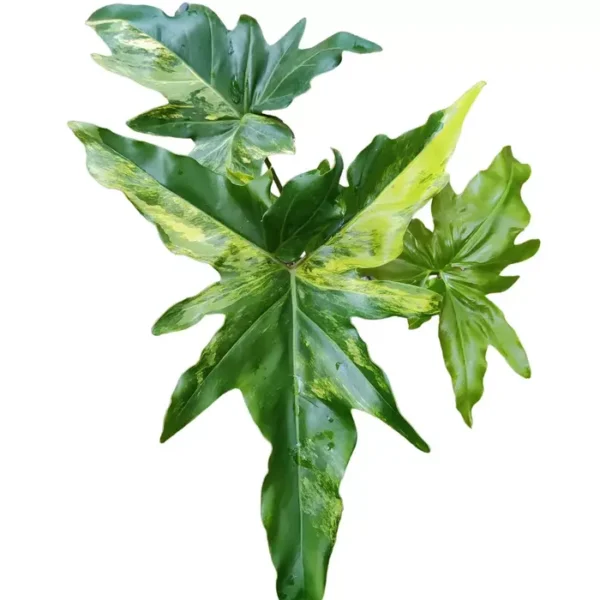 Philodendron Angela Variegated