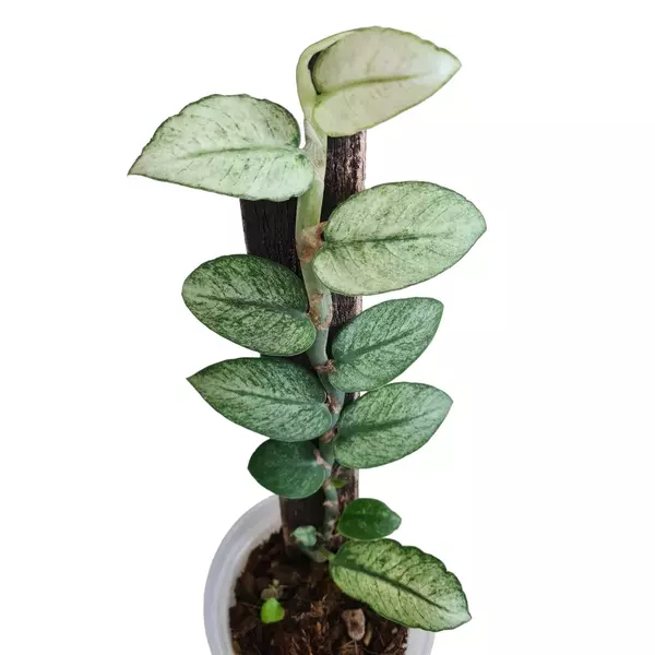 Rhaphidophora hongkongenis mint variegated