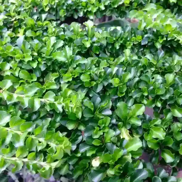 Krong plant
