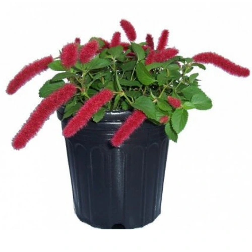 Red-Hot Cat's Tail | Dwarf Chenille Plant