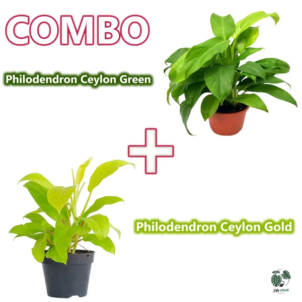 Philodendron Ceylon Green + Philodendron Ceylon Gold