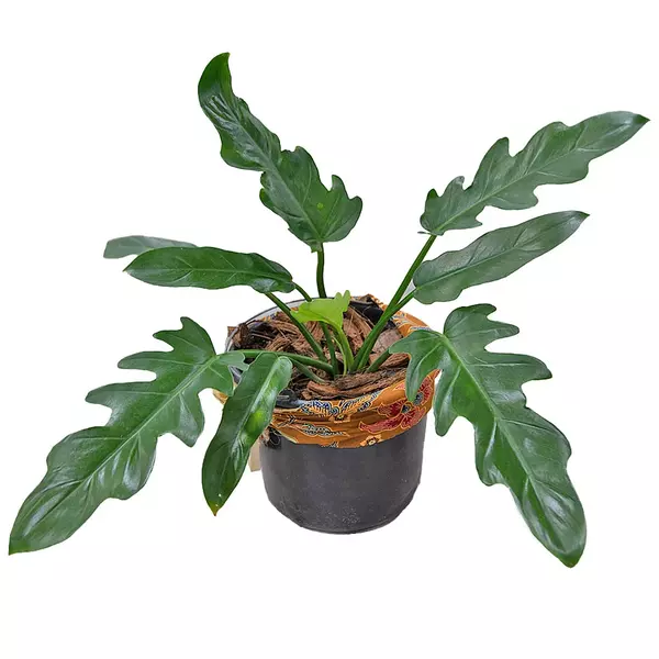 PHILODENDRON OLYMPIAD
