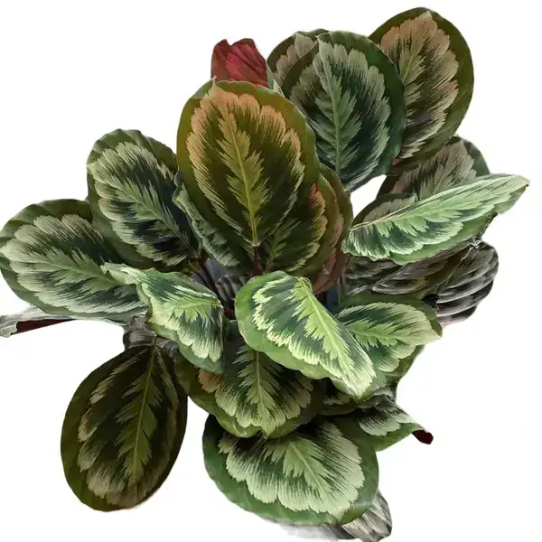 Calathea roseopicta ‘Mysty'