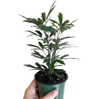 aralia black plant