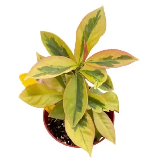 Pereskia aculeata cv. 'Godseffiana' variegata