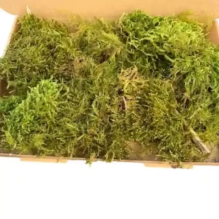 Live Sphagnum Moss fresh