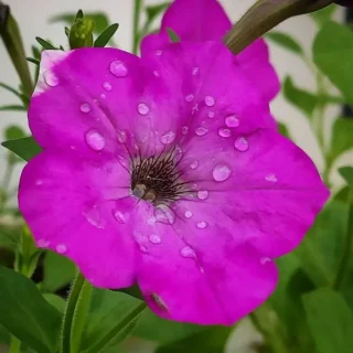 Petunia Plant