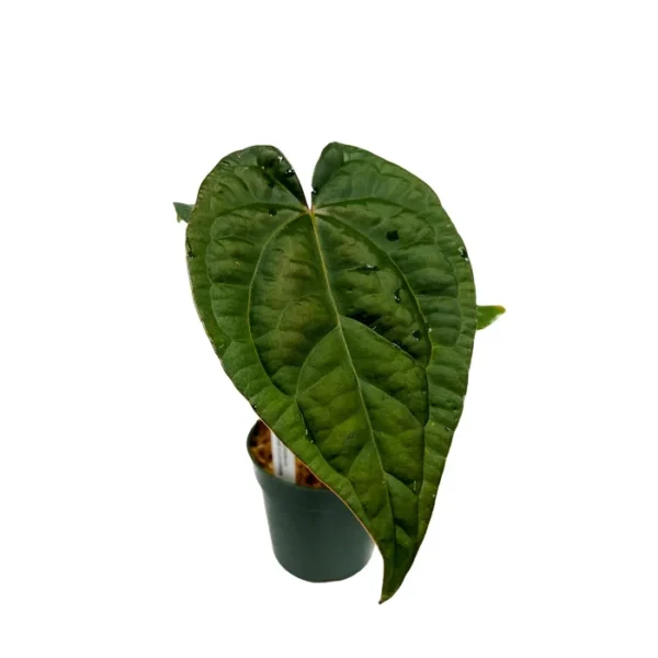 Anthurium AOS x Luxurians