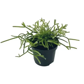 MISTLETOE CACTUS (RHIPSALIS BACCIFERA)