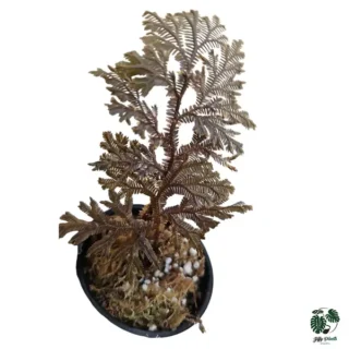 Selaginella sp. Ecuador “bronze”