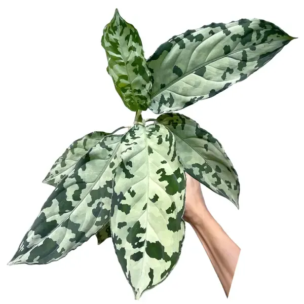 Aglaonema Pictum white