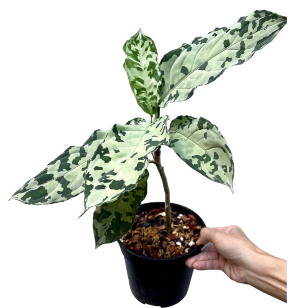 Aglaonema Pictum white